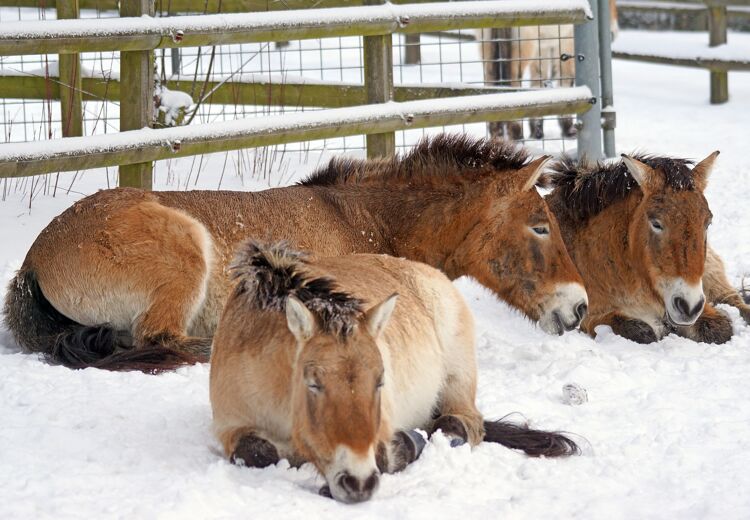 Een aantal przewalskipaarden bij elkaar. Door hun dikke vacht kunnen ze goed tegen de kou.